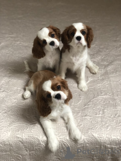 Photo №2 to announcement № 18614 for the sale of cavalier king charles spaniel - buy in Belarus private announcement