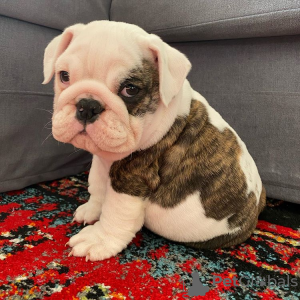 Photo №1. english bulldog - for sale in the city of Lyon | 651$ | Announcement № 11439