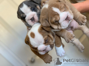 Photo №1. english bulldog - for sale in the city of Berlin | 423$ | Announcement № 117941