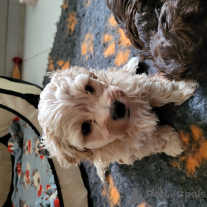 Photo №4. I will sell bolonka in the city of Daszewice. private announcement, from nursery - price - negotiated