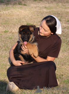 Photo №2 to announcement № 142818 for the sale of german shepherd - buy in Germany private announcement