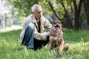 Photo №3. A wonderful dog Mila is looking for a family.. Russian Federation