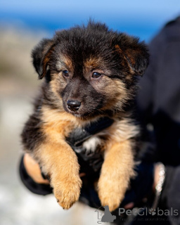 Photo №1. non-pedigree dogs - for sale in the city of Moscow river | Is free | Announcement № 161191