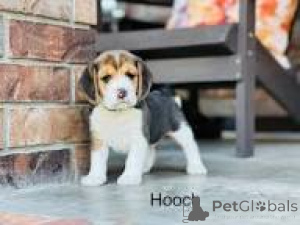Photo №1. beagle - for sale in the city of Manchester | 723$ | Announcement № 165717