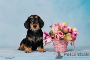 Photo №1. dachshund - for sale in the city of Москва | 716$ | Announcement № 119604