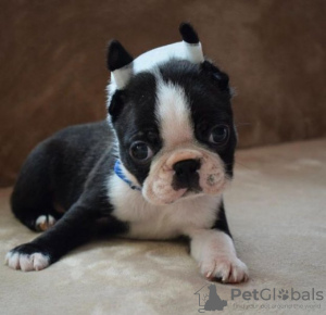 Additional photos: Boston terrier puppies