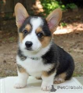 Photo №1. welsh corgi - for sale in the city of Chemnitz | Is free | Announcement № 160337