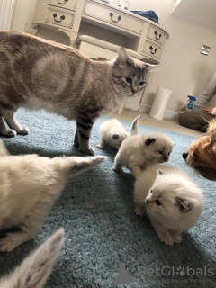 Additional photos: Chipped Ragdoll Kittens available for Sale