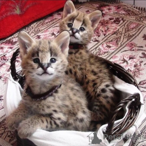 Photo №3. Kvalitets Afrika serval katt til salgs og savannah katt for adopsjon. Norway