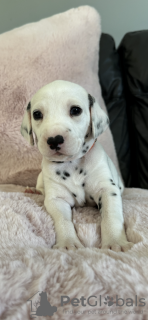 Photo №1. dalmatian dog - for sale in the city of 9, Double Shoals | 350$ | Announcement № 115050