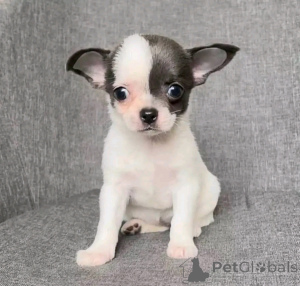Photo №2 to announcement № 138550 for the sale of chihuahua - buy in United States breeder