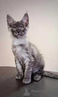 Photo №1. maine coon - for sale in the city of Mecca | negotiated | Announcement № 26654