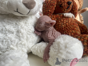 Photo №4. I will sell sphynx-katze in the city of Москва. breeder - price - negotiated