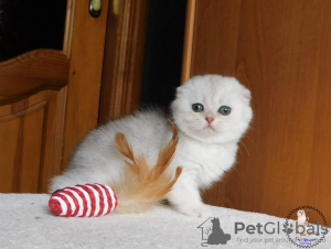 Photo №2 to announcement № 22374 for the sale of scottish fold - buy in Ukraine from nursery, breeder