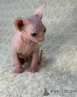 Photo №1. sphynx-katze - for sale in the city of Miami | 425$ | Announcement № 93331