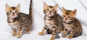 Photo №1. bengal cat - for sale in the city of Lisbon | negotiated | Announcement № 177917