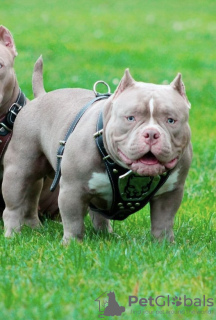 Photo №4. I will sell american bully in the city of Riga. private announcement, breeder - price - negotiated