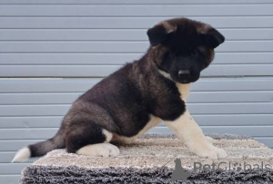 Photo №4. I will sell staffordshire bull terrier in the city of Požarevac.  - price - negotiated