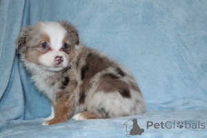 Photo №1. australian shepherd - for sale in the city of Frankfurt | 847$ | Announcement № 150662