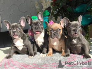 Photo №1. french bulldog - for sale in the city of St. Petersburg | 591$ | Announcement № 13437