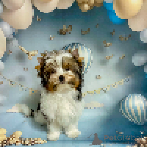 Photo №1. beaver yorkshire terrier - for sale in the city of Minsk | 1497$ | Announcement № 158573