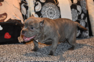 Photo №2 to announcement № 36931 for the sale of american bully - buy in Russian Federation 