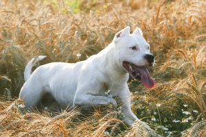 Photo №4. I will sell dogo argentino in the city of Ryazan. from nursery - price - Negotiated