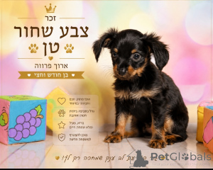 Photo №4. I will sell russkiy toy in the city of Haifa. from nursery, breeder - price - 2000$