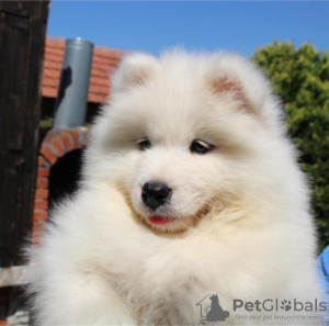 Additional photos: Samoyed puppies