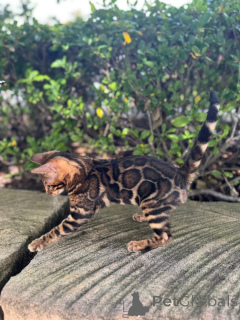 Photo №2 to announcement № 152665 for the sale of bengal cat - buy in Switzerland private announcement