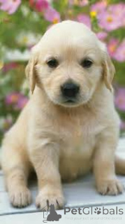 Photo №3. Labrador Retriever puppies for sale. Netherlands