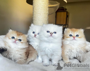 Photo №1. persian cat - for sale in the city of New York | 250$ | Announcement № 104324