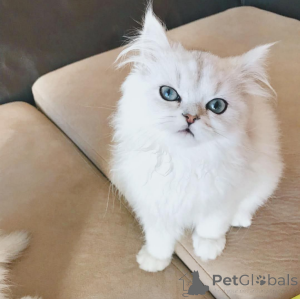 Photo №1.  - for sale in the city of Vienna | Is free | Announcement № 162285