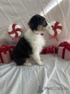 Photo №4. I will sell australian shepherd in the city of Kangerlussuaq. private announcement - price - negotiated