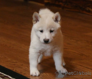 Photo №1. shiba inu - for sale in the city of Dercekliai | 370$ | Announcement № 78524