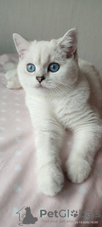 Photo №3. Kittens - the best representatives of the British shorthair (chinchilla) BRI ns. Ukraine
