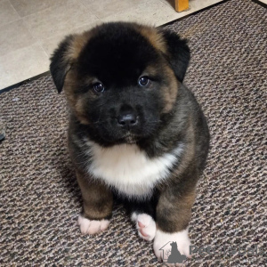 Photo №3. Gorgeous Akita puppies male and female. Germany