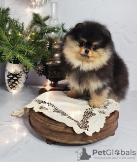 Photo №2 to announcement № 82523 for the sale of pomeranian - buy in Russian Federation breeder