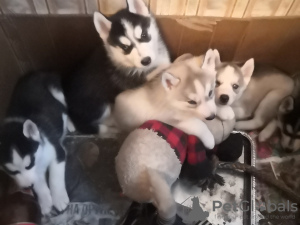 Photo №2 to announcement № 9516 for the sale of siberian husky - buy in Russian Federation private announcement