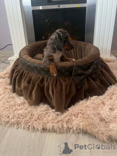 Photo №4. I will sell dachshund in the city of New Garden.  - price - negotiated