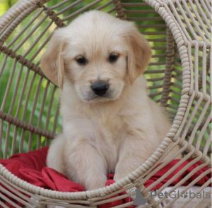 Photo №3. Healthy cute golden retriever puppies available now. Netherlands