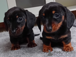 Photo №2 to announcement № 121301 for the sale of dachshund - buy in Germany breeder