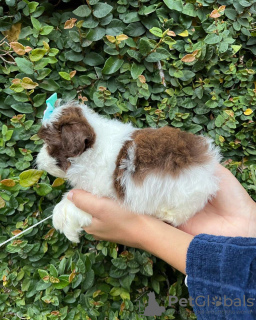 Photo №3. Beautiful female KC registered shihtzu pup. United States