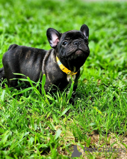 Photo №1. french bulldog - for sale in the city of Heidelberg | 380$ | Announcement № 127372