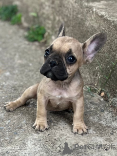 Photo №2 to announcement № 149480 for the sale of french bulldog - buy in Netherlands from nursery