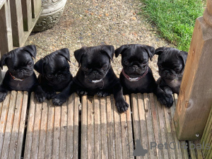 Photo №4. I will sell pug in the city of Berlin. private announcement - price - 449$