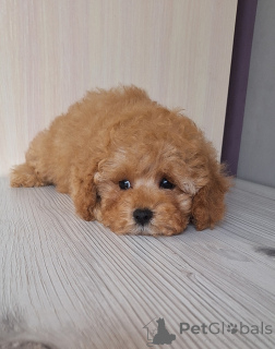 Photo №3. toy poodle. Belarus