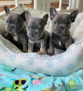 Photo №1. french bulldog - for sale in the city of Empalme Olmos | 296$ | Announcement № 68455