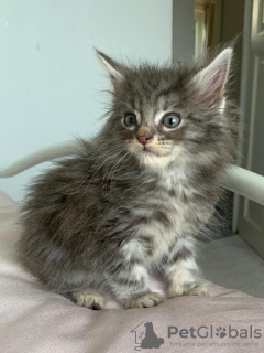 Photo №3. Healthy Maine Coon Kittens available. Germany