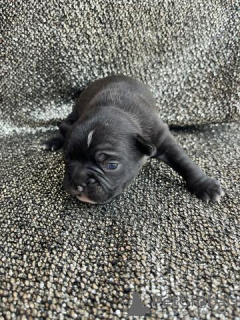 Photo №1. french bulldog - for sale in the city of Гамбург | Is free | Announcement № 130318